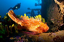 Scuba diver and great rockfish (Scorpaena scrofa) on Brioni Steamship wreck, Vis Island, Croatia, Adriatic Sea, Mediterranean
