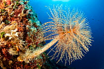 Tube worm (Sabella spallanzani) Stupiste out dive site, Vis Island, Croatia, Adriatic Sea, Mediterranean