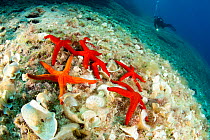 Scuba diver with sea star (Hacelia attenuata) and Red sea star (Echinaster sepositus) Wall of Bisevo, Vis Island, Croatia, Adriatic Sea, Mediterranean