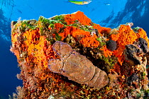 Mediterranean slipper lobster (Scyllarides latus) on rock covered with encrustating red sponge (Spirastrella cunctatrix) Stupiste In dive site, Vis Island, Croatia, Adriatic Sea, Mediterranean