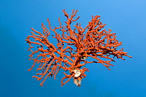 Branch of Red coral (Corallium rubrum) detached from reef, Split, Croatia, Adriatic Sea, Mediterranean, vulnerable species.