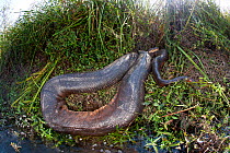 Green anaconda (Eunectes murinus) on river edge, Formoso River, Bonito, Mato Grosso do Sul, Brazil