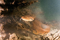 Green anaconda (Eunectes murinus) underwater in Formoso River, Bonito, Mato Grosso do Sul, Brazil