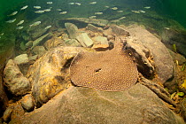 Ocellate river stingray (Potamotrygon motoro) with small fish swimming near by Formoso River, Bonito, Mato Grosso do Sul, Brazil