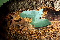 Armored catfish (Loricariidae family) on a the trunk of a tree, Formoso River, Bonito, Mato Grosso do Sul, Brazil