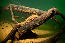 Armored catfish, (Loricariidae family) on a tree, Formoso River, Bonito, Mato Grosso do Sul, Brazil