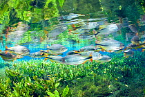 Piraputanga (Brycon hilarii) reflecting on the water surface, Aquirio Natural, Bonito, Mato Grosso do Sul, Brazil