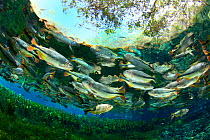 Piraputanga (Brycon hilarii) in the main spring Aquario Natural that goes in the Rio Baia Bonita, Bonito, Mato Grosso do Sul, Brazil