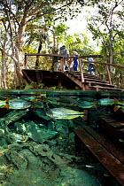 Piraputanga (Brycon hilarii) in the main spring with people standing on nearby viewing platform, AquaÂrio Natural that goes in the Rio BaiÂa Bonita, Bonito, Mato Grosso do Sul, Brazil