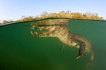 Spectacled caiman (Caiman crocodilus) Rio BaiÂa Bonita, Bonito, Mato Grosso do Sul, Brazil