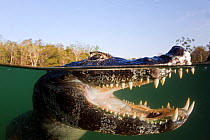 Spectacled caiman (Caiman crocodilus) Rio Baia Bonita, Bonito, Mato Grosso do Sul, Brazil