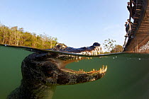 Spectacled caiman (Caiman crocodilus) watched by tourist on bridge, Rio BaiÂa Bonita, Bonito, Mato Grosso do Sul, Brazil