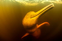 Pink River dolphin / Boto (Inia geoffrensis) Acajatuba Lake, Negro River, Amazonas, Brazil