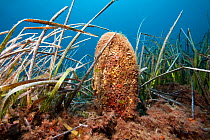 Pen shell (Pinna nobilis) in seagrass meadow of Nepture grass (Posidonia oceanica), Ischia Island, Italy, Tyrrhenian Sea, Mediterranean
