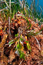 Inflorescence of Neptune grass (Posidonia oceanica) seagrass meadow,  Ischia Island, Italy, Tyrrhenian Sea, Mediterranean