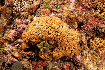Pillow coral (Cladocora caespitosa) Ischia Island, Italy, Tyrrhenian Sea, Mediterranean