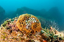 Pillow coral (Cladocora caespitosa) the white part is damaged, Ischia Island, Italy, Tyrrhenian Sea, Mediterranean