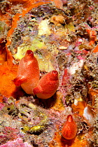 Couple of Red sea-squirt (Halocynthia papillosa) Ischia Island, Italy, Tyrrhenian Sea, Mediterranean