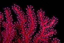 Polyps of red seafan (Paramuricea clavata) Ischia Island, Italy, Tyrrhenian Sea, Mediterranean