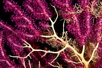 Red seafan (Paramuricea clavata) damaged from the high temperature of the water, Ischia Island, Italy, Tyrrhenian Sea, Mediterranean