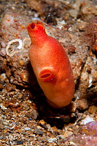 Red sea-squirt (Halocynthia papillosa) Ischia Island, Italy, Tyrrhenian Sea, Mediterranean