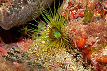 Tube anemone (Cerianthus membranaceus) Ischia Island, Italy, Tyrrhenian Sea, Mediterranean