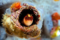 Striped blenny (Parablennius rouxi) watching of out from its den covered with encrusting sponge, Ischia Island, Italy, Tyrrhenian Sea, Mediterranean