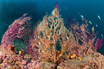 Red seafan (Paramuricea clavata) damaged from the high temperature of the water, covered with algae, Ischia Island, Italy, Tyrrhenian Sea, Mediterranean