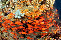 Shoal of Cardinal fish (Apogon imberbis) Ischia Island, Italy, Tyrrhenian Sea, Mediterranean