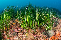 Seagrass meadow of Neptune grass (Posidonia oceanica), Ischia Island, Italy, Tyrrhenian Sea, Mediterranean