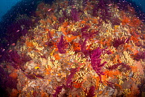 Wall covered with Sponges (Verongia / Aplysina cavernicola) and Red gorgonia (Paramuricea clavata) Ischia Island, Italy, Tyrrhenian Sea, Mediterranean