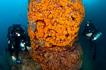 Reabreather divers and wall covered with Yellow cluster anemone (Parazoanthus axinellae) Ischia Island, Italy, Tyrrhenian Sea, Mediterranean