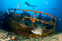 Scuba diver and Forkbeard (Phycis phycis) on Teti wreck, Vis Island, Croatia, Adriatic Sea, Mediterranean