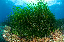 Seagrass Meadows (Posidonia oceanica) close to Teti wreck, Vis Island, Croatia, Adriatic Sea, Mediterranean