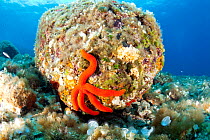 Sea star (Hacelia attenuata) on a rock close to Teti wreck, Vis Island, Croatia, Adriatic Sea, Mediterranean