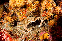 Spider crab (Maja squinado) and Yellow cluster anemone (Parazoanthus axinellae) Stupiste Out dive site, Vis Island, Croatia, Adriatic Sea, Mediterranean