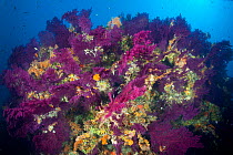 Red sea fan (Paramuricea clavata) Stupiste Out dive site, Vis Island, Croatia, Adriatic Sea, Mediterranean
