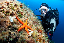 Scuba diver and Sea star (Hacelia attenuata) Stupiste Out dive site, Vis Island, Croatia, Adriatic Sea, Mediterranean