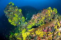 Yellow sponges (Aplysina cavernicola) on propeller pt the wreck 'Vassilios T', Vis Island, Croatia, Adriatic Sea, Mediterranean