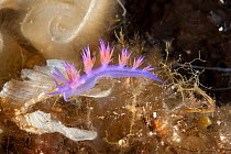 Nudibranch (Flabellina affinis) close to Teti wreck, Vis Island, Croatia, Adriatic Sea, Mediterranean