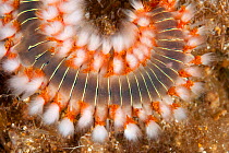 Detail of Bearded fireworm (Hermodice carunculata) Vis Island, Croatia, Adriatic Sea, Mediterranean