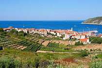 Vineyards with village of Komiza on background, Vis Island, Croatia, Adriatic Sea, Mediterranean