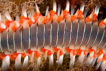 Detail of Bearded fireworm (Hermodice carunculata) Vis Island, Croatia, Adriatic Sea, Mediterranean