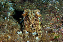 Common Cuttlefish, (Sepia officinalis) The Cave diving site, Vis Island, Croatia, Adriatic Sea, Mediterranean
