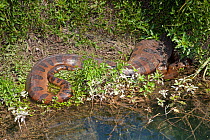 Green anaconda (Eunectes murinus) on the edge of Formoso River, Bonito, Mato Grosso do Sul, Brazil