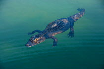 Spectacled caiman (Caiman crocodilus) Rio BaiÂa Bonita, Bonito, Mato Grosso do Sul, Brazil