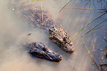 Spectacled caiman (Caiman crocodilus) and Broad-snouted Caiman (Caiman latirostris) Rio BaiÂa Bonita, Bonito, Mato Grosso do Sul, Brazil