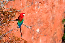 Red-and-green Macaw (Ara chloropterus) by clay cliff, Buraco das Araras, Bonito, Mato Grosso do Sul, Brazil