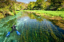 Photographer Franco Banfi snorkelling in search of fish in the Rio Sucuri, Bonito, Mato Grosso do Sul, Brazil