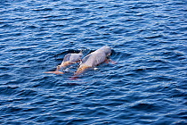 Couple of Pink River dolphin / Boto (Inia geoffrensis) Acajatuba Lake, Negro River, Amazonas, Brazil